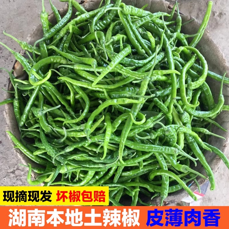 湖南农家自种新鲜青椒薄皮辣椒超辣虎皮螺丝椒香辣巨辣特辣椒薄皮