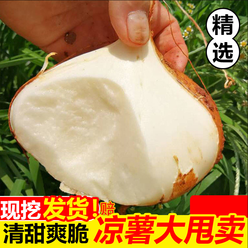 湖南凉署地瓜新鲜现挖沙葛地萝卜葛薯土瓜豆薯白地瓜小凉署白凉署