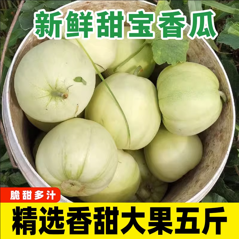 湖南衡阳本地现摘现发头茬新鲜甜香瓜甜瓜当季水果白皮小香瓜包邮