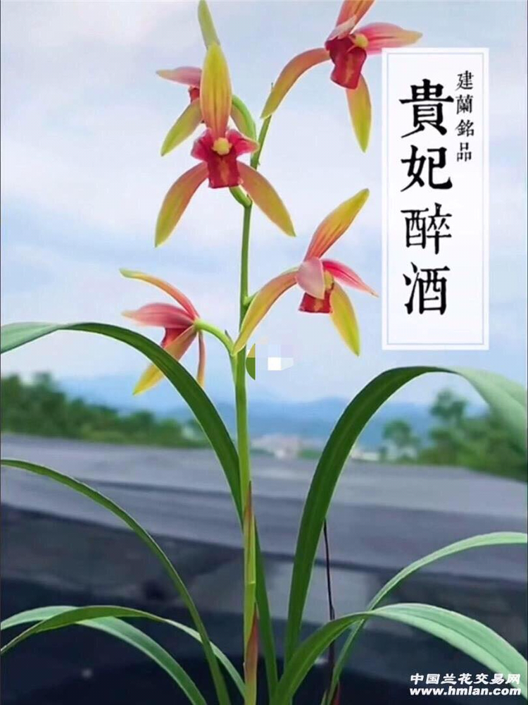 建兰名品 贵妃醉酒 兰花，裸根发货