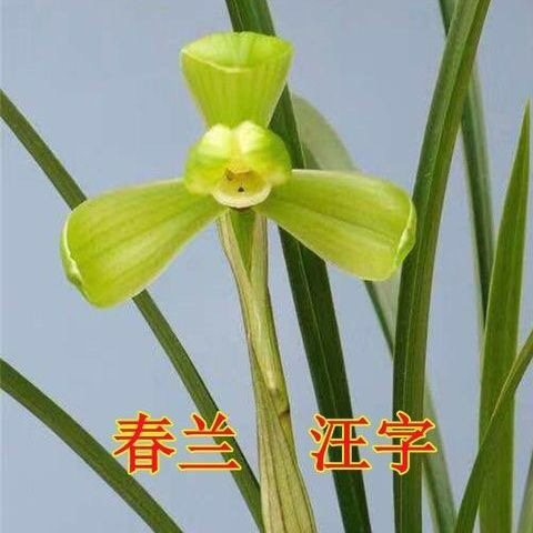 春兰老八种 汪字兰花，裸根发货