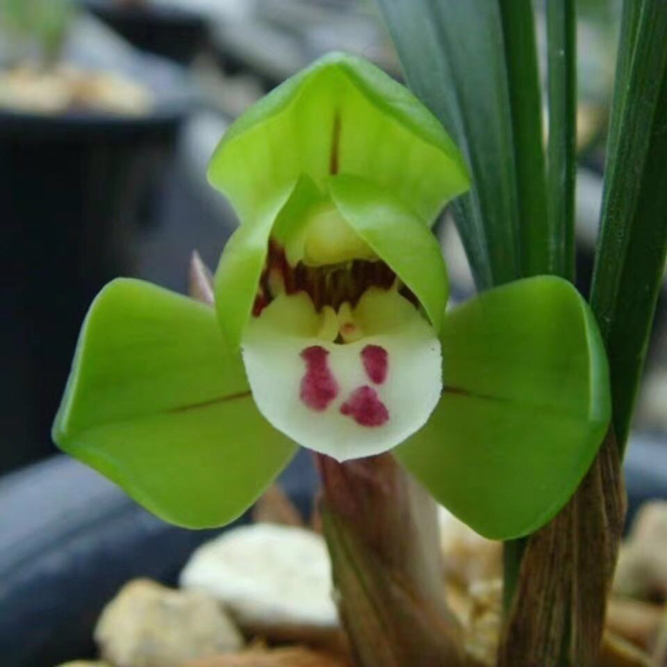 春兰大富贵兰花，裸根发货