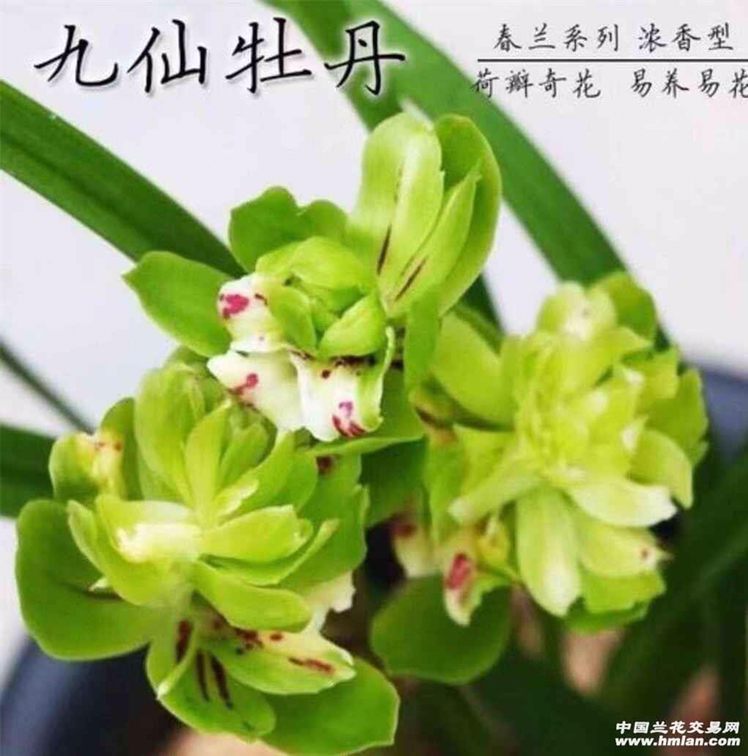 春兰九仙牡丹兰花，裸根发货