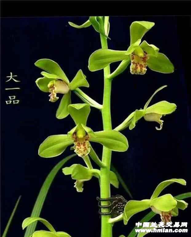 蕙兰铭品：大一品兰花，裸根发货