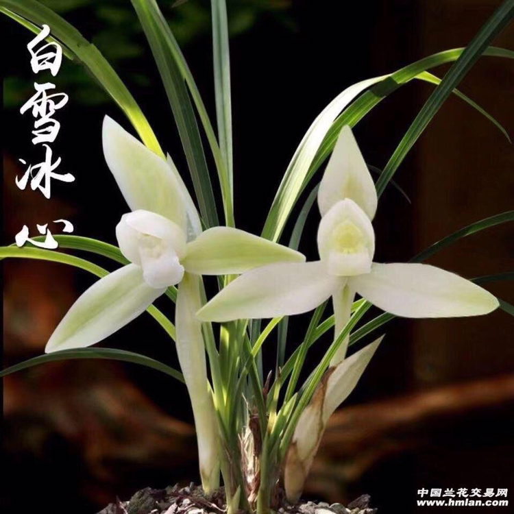 春兰白雪冰心兰花，裸根发货
