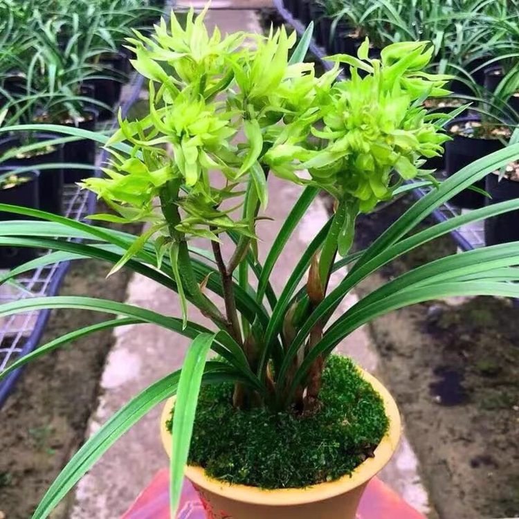 春兰铭品 （绿）花开富贵 兰花，裸根发货