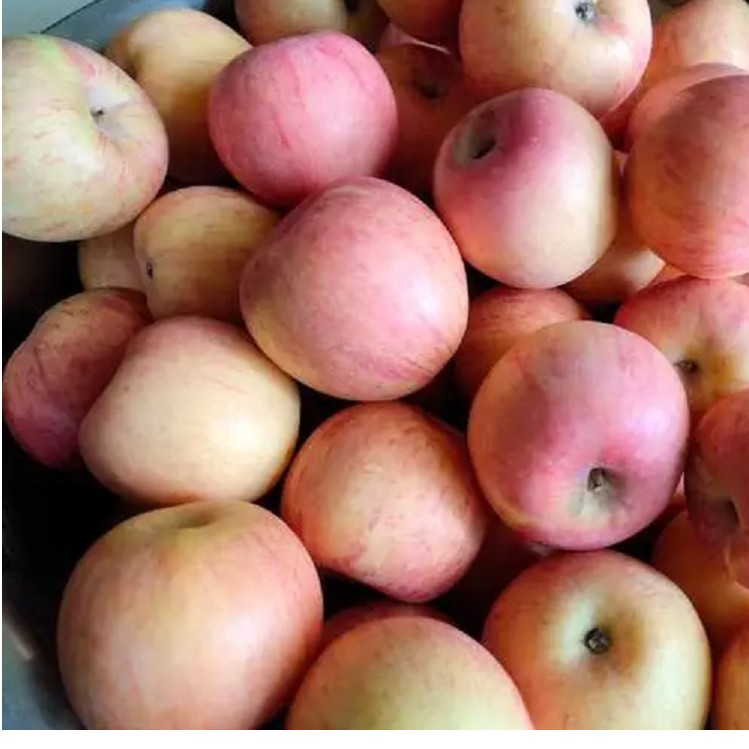 （3斤净重） 北京漷县本地 小国光苹果特产新鲜水果 顺丰包邮