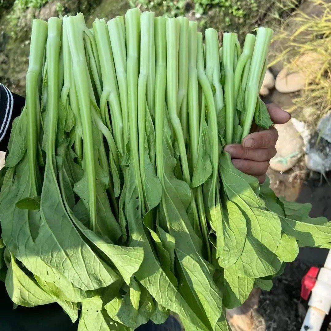 3斤净重 北京漷县新鲜菜心新鲜蔬菜 现摘现发 顺丰包邮