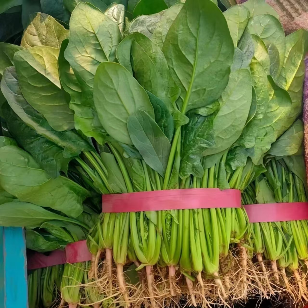 通州本地现挖新鲜菠菜3斤净重顺丰包邮送到家
