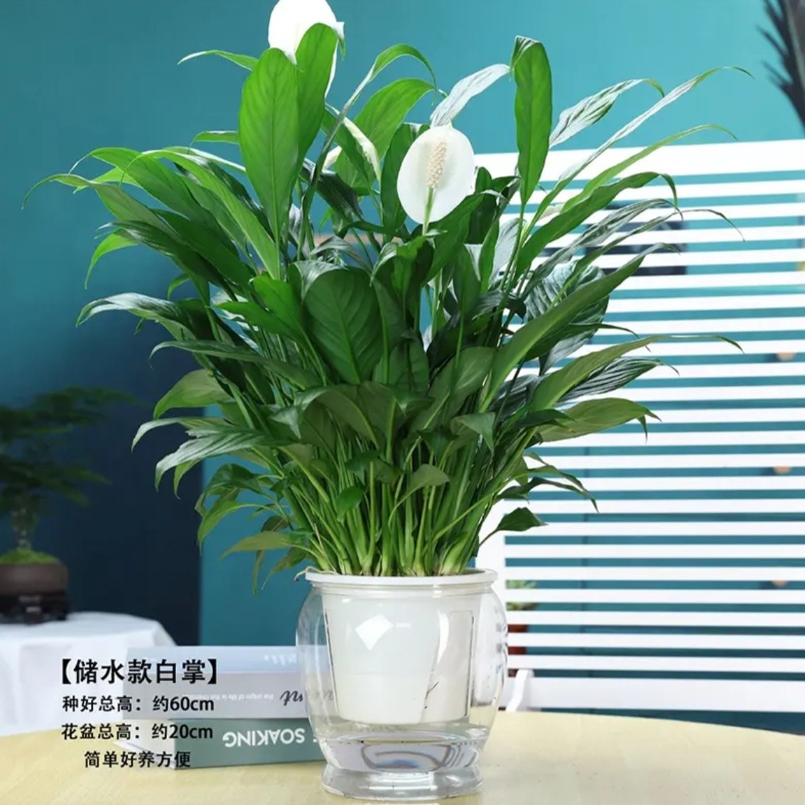 白掌花卉盆栽办公室客厅一帆风顺植物水培美化环境净化空气绿植