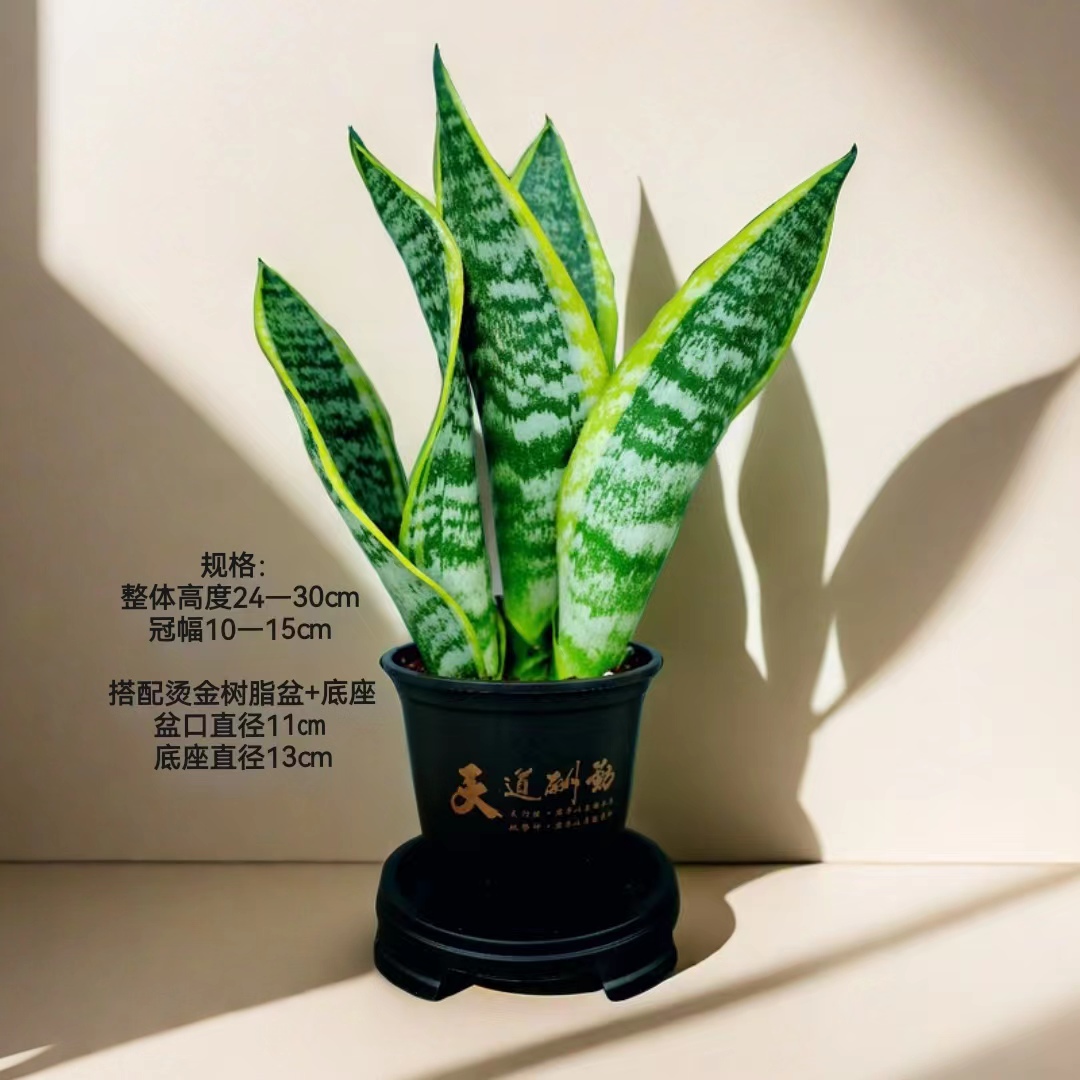 【拍一发二】金边虎皮兰盆栽室内客厅办公室植物土培水培净化空气