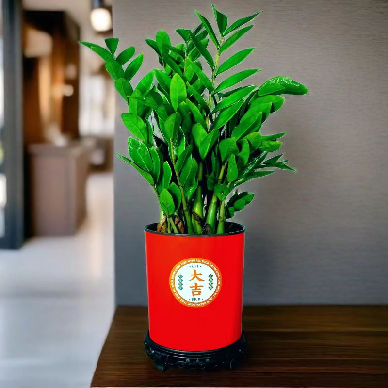 精品金钱树盆栽客厅绿植配盆栽乔迁新居办公室净化空气吸甲醛好养