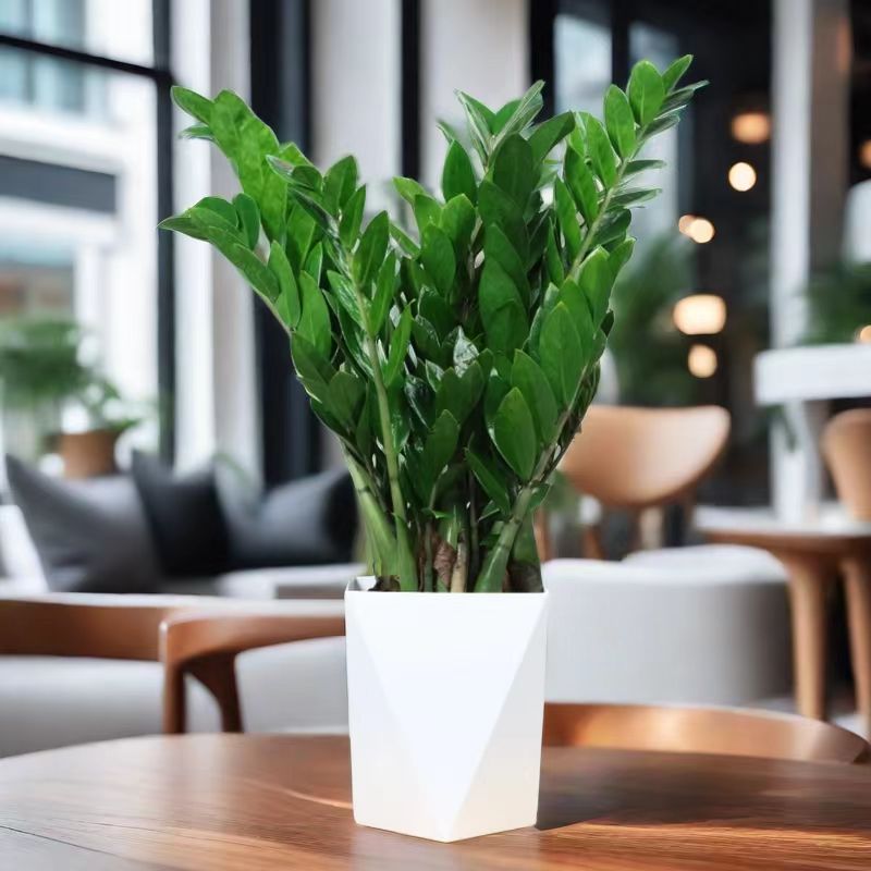 金钱树盆栽室内美观优雅花卉绿植寓意好叶片四季客厅常绿好养