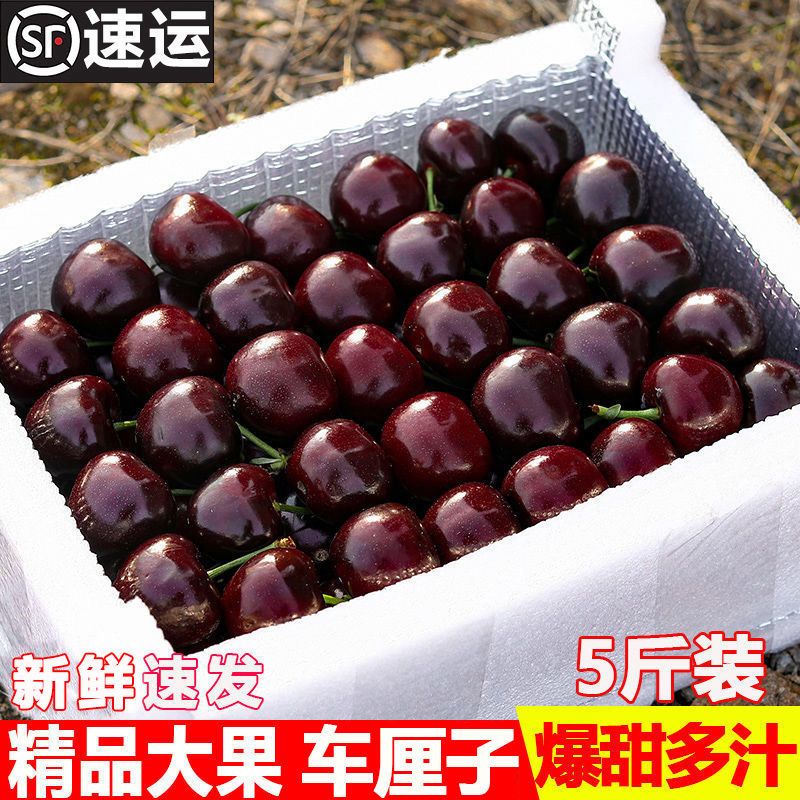 空运智利进口空运桑提车厘子1/5斤坏果包赔新鲜应季大果售后多汁