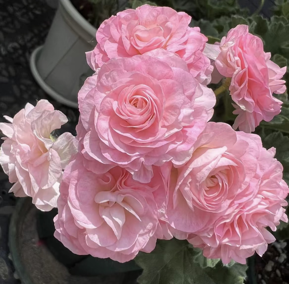 半兽直立重瓣天竺葵【伊曼纽尔】盆栽庭院室内外花卉植物不带花苞