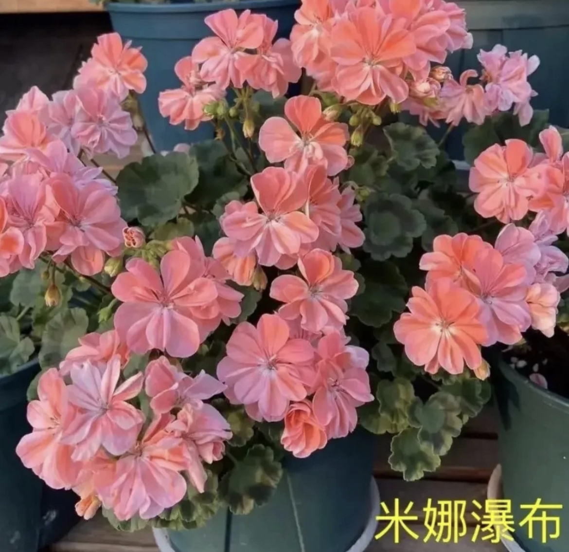 米娜瀑布勤花品种棵型小