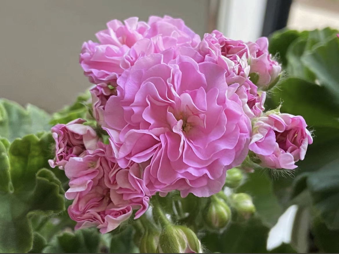 廖丽雅半兽系直立天竺葵