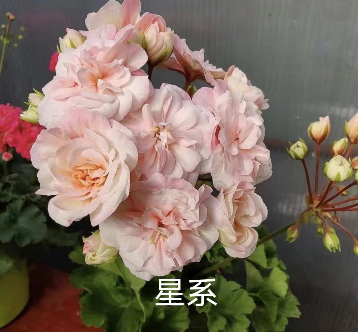 星系半兽系天竺葵【不带花苞】