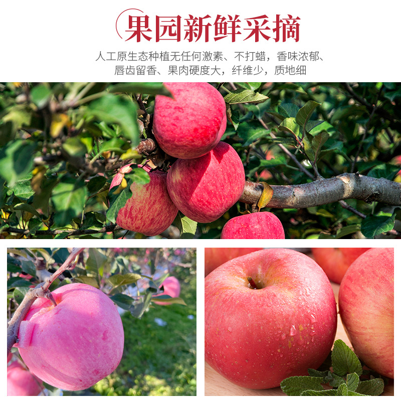 苹果真好吃苹果真好吃真好吃