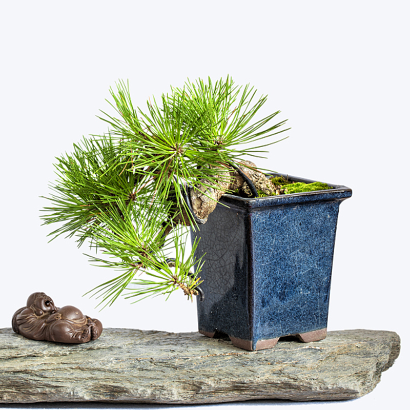 松柏类造型盆景 罗汉松黑松五针松 规格齐全 一物一拍