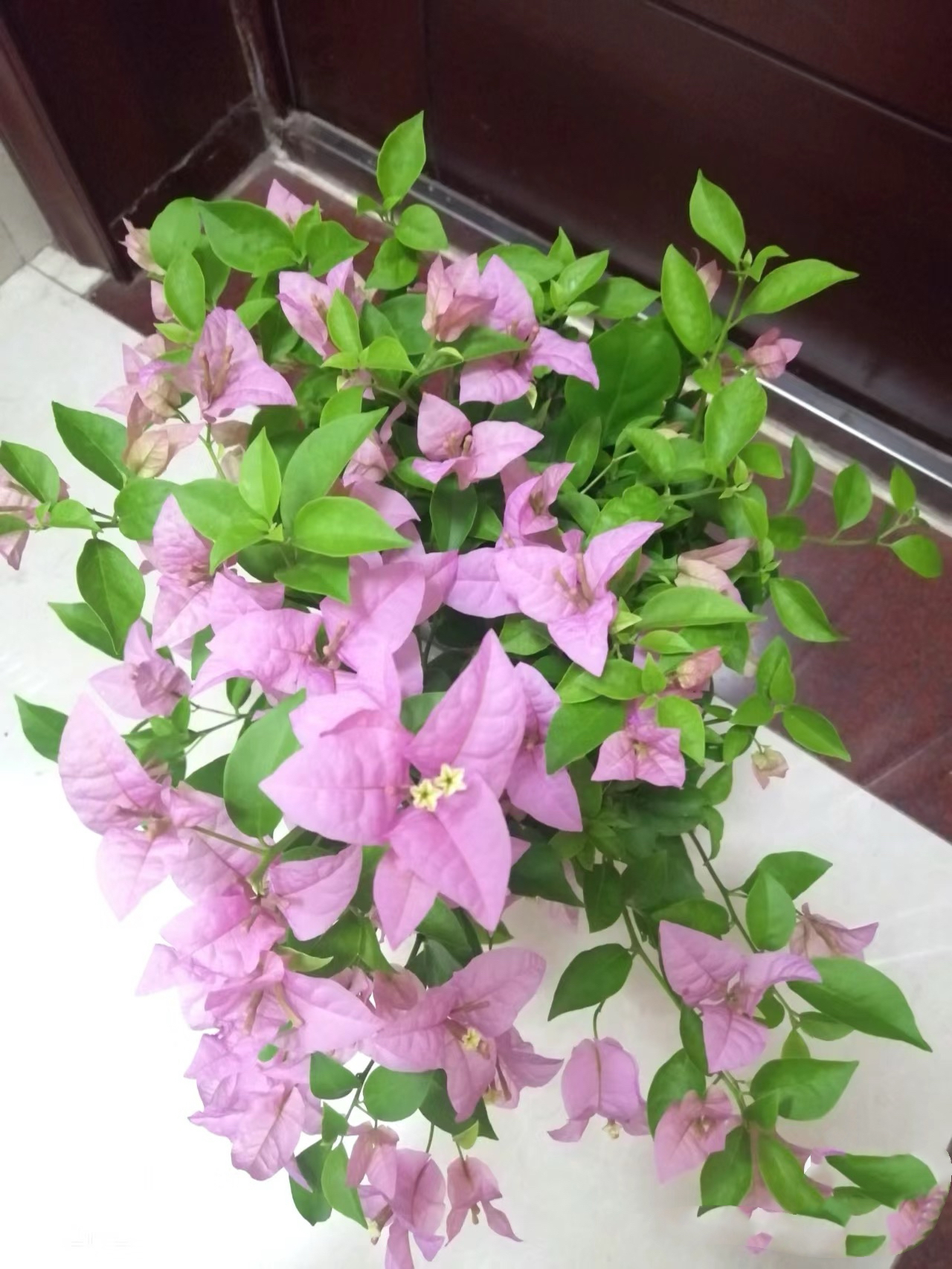 塞弗里三角梅（勤花大花型淡粉紫色，软枝条）
