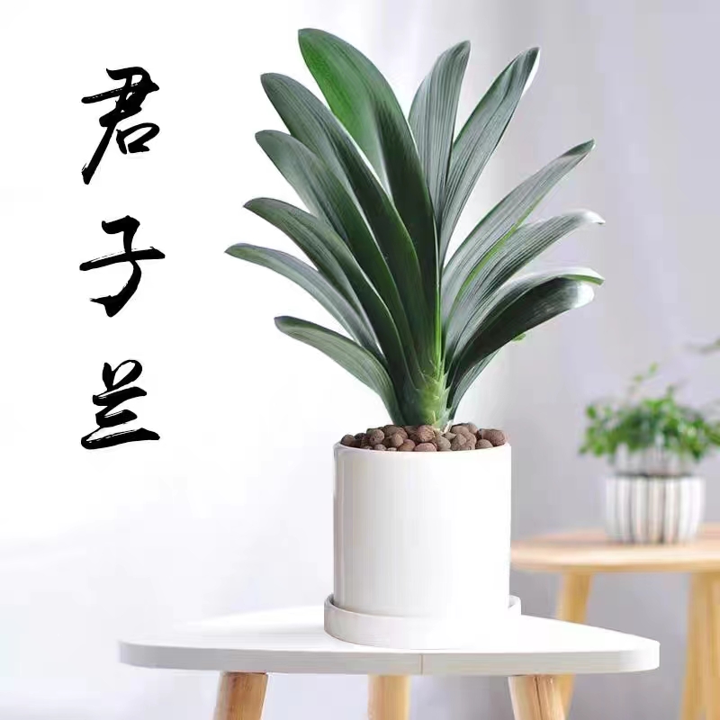 精品君子兰 彩兰 山水艺景 开花春季