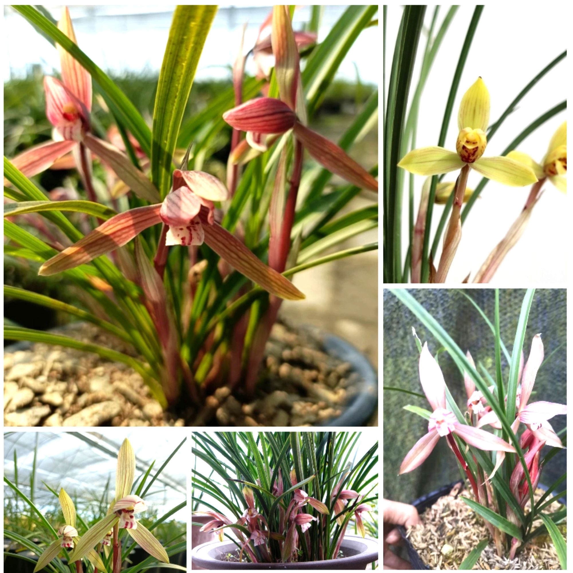 贵州春兰浓香朵香兰草年宵花一杆多花春节开花幽兰带香味