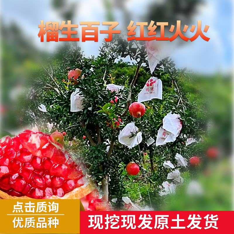 突尼斯软籽石榴树大树  果树苗 嫁接石榴树苗 包邮 