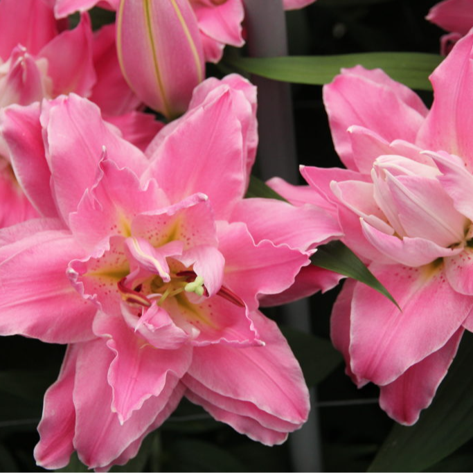 乔乔花屋1球梦想线18/20cm东方系列深粉色重瓣香水球不带盆土