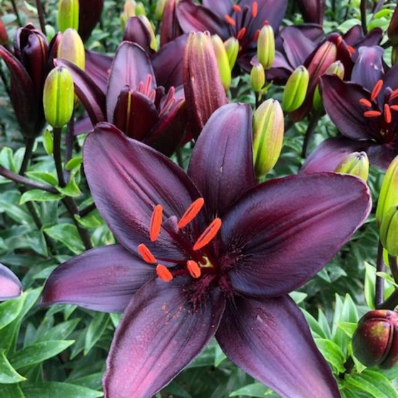 乔乔花屋 黑石LA系列百合球12/14cm稀有品种1球 不带盆土现货包邮