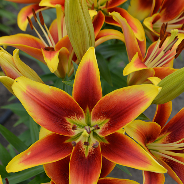 乔乔花屋 1球皇冠12/14cmLA系列复色单瓣四季种 不带盆土现货