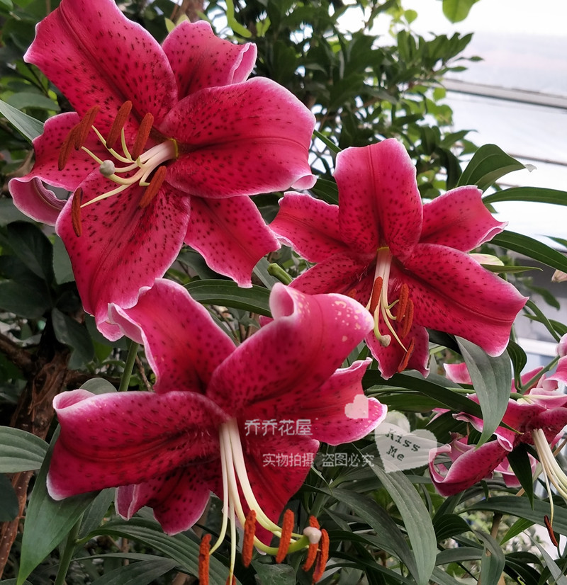 乔乔花屋 1球黑美人20/22东方系列深粉色香水百合球 不带盆土现货