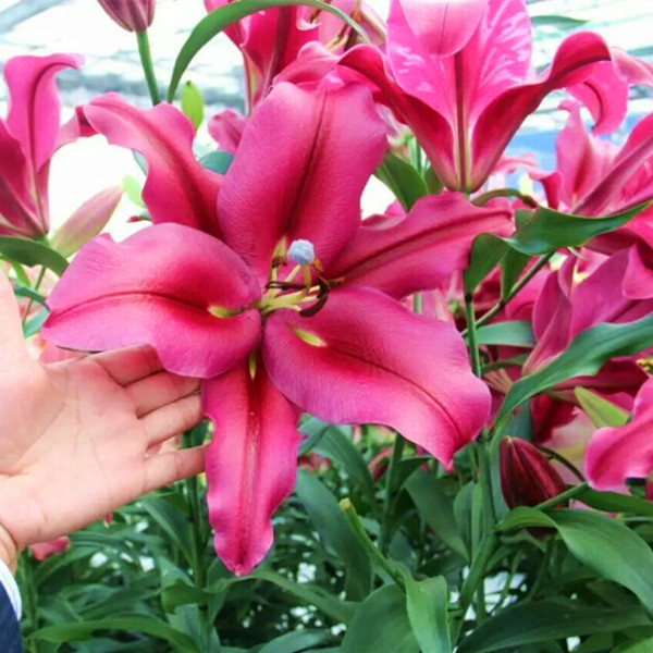 乔乔花屋 1球卡本OT系列24cm+单瓣香水球 现货包邮