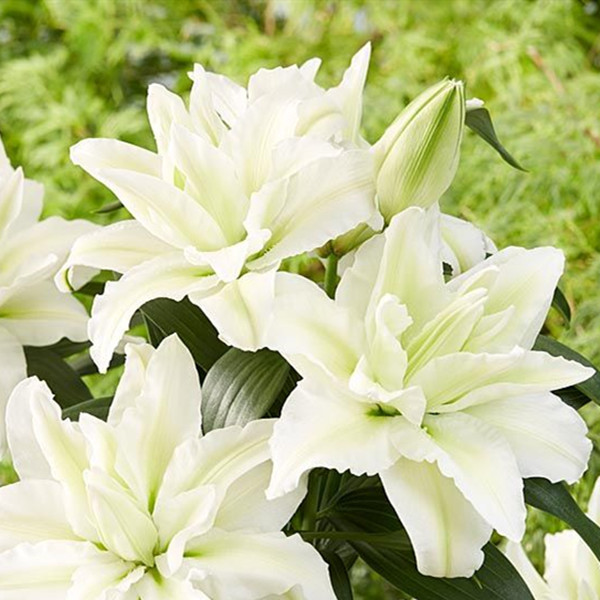 乔乔花屋 1球爱莎13/15cm重瓣香水百合球小球四季种 不带盆土现货