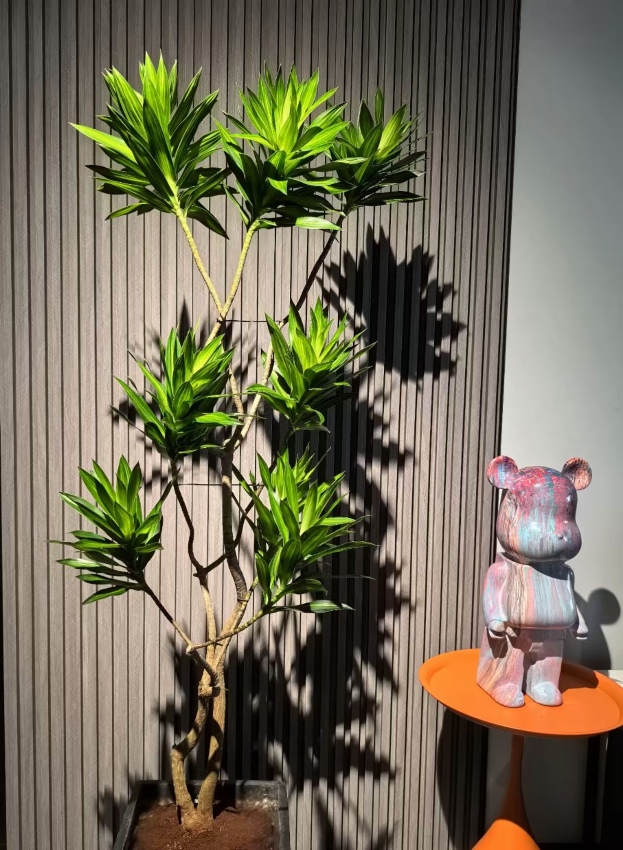 百合竹老桩 室内网红绿植百搭好看好养造型千式多头办公室绿植