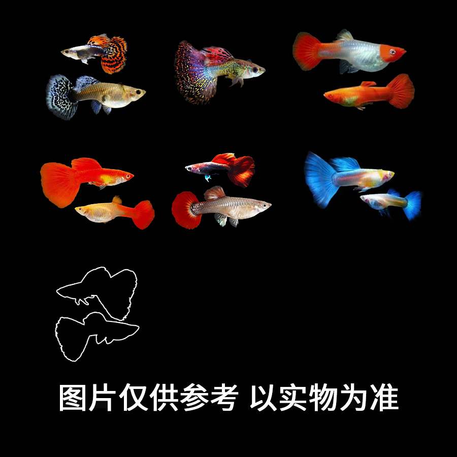 全家福混搭孔雀鱼热带鱼【非种鱼丨均价赔付丨无未开包照片不赔付】