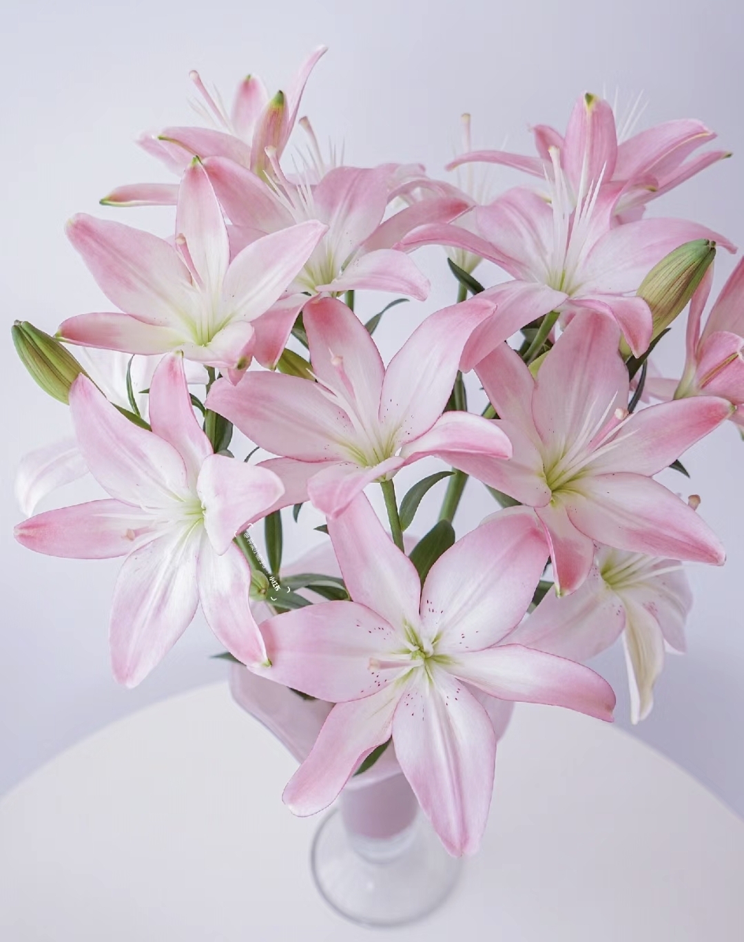 香水粉色索邦新鲜百合花花束多头10支顺丰百合鲜花批发家用