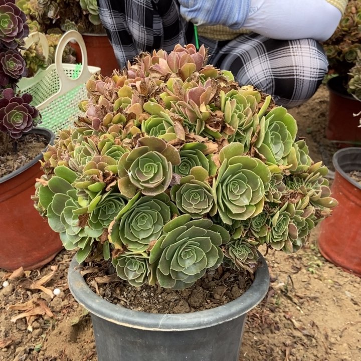 玉*307玫瑰缀化老桩