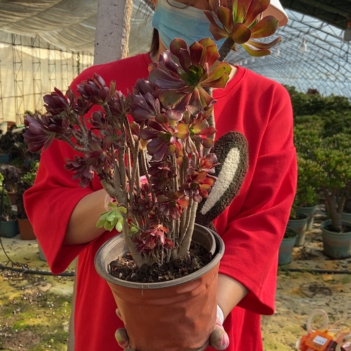 614黑法师老桩朵朵