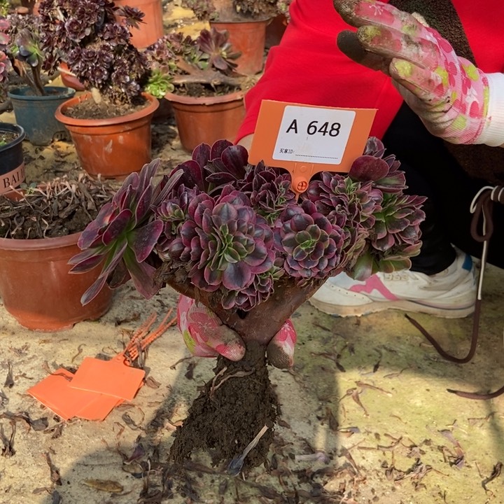 小*648美杜莎缀化朵朵老桩