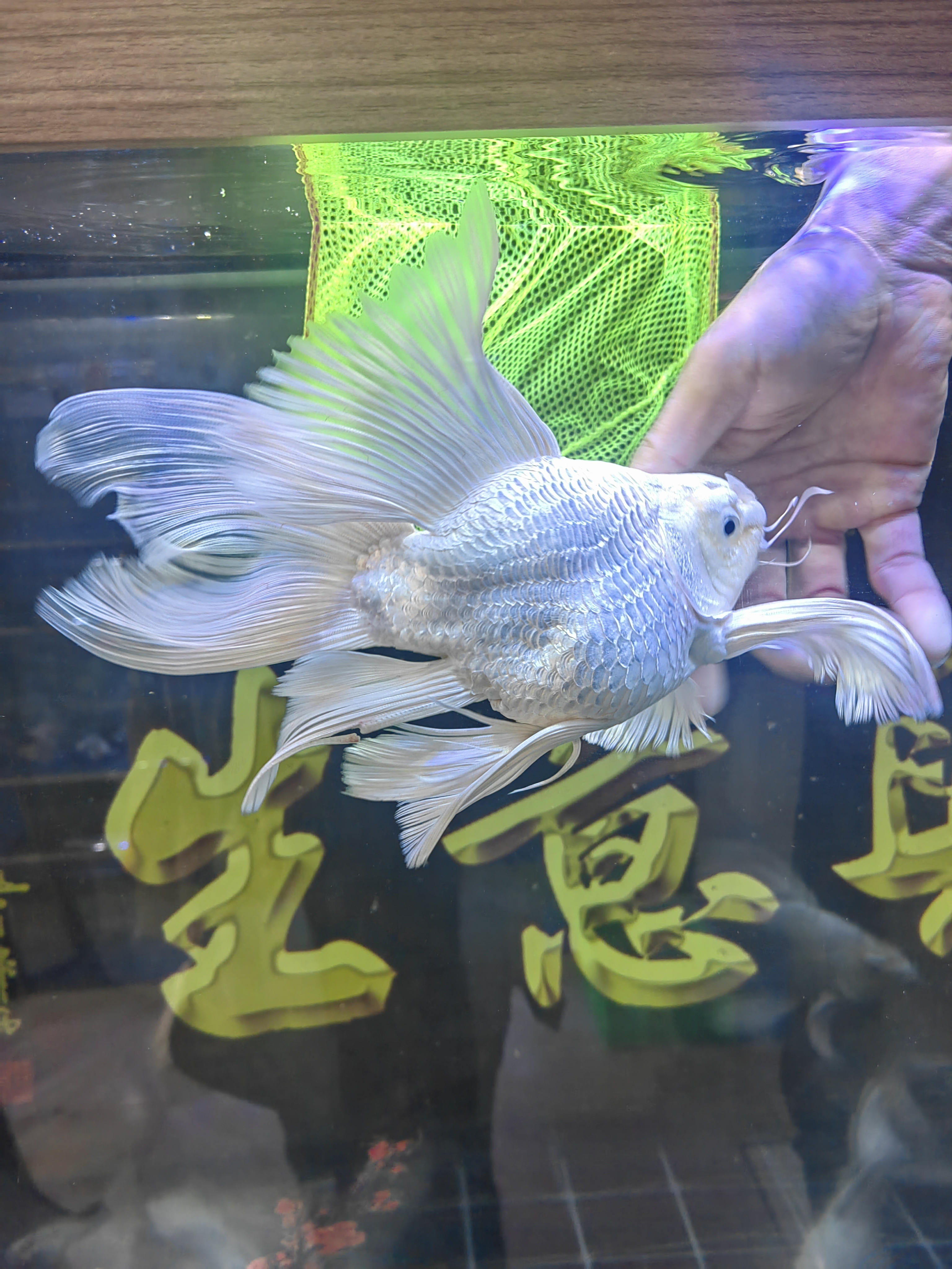 台湾贵妃蝴蝶鲤包邮