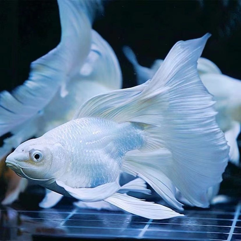 贵妃蝴蝶鲤顺丰包邮