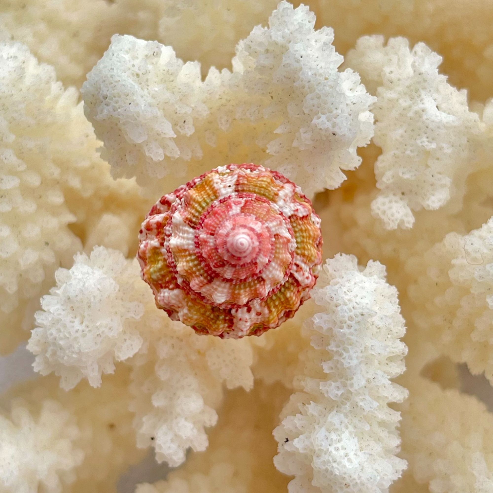 直播间拍的链接—天然海螺贝壳手工DIY配件