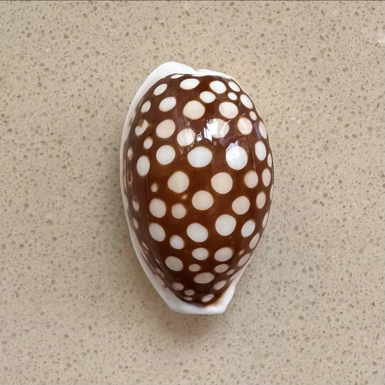 花鹿宝螺——天然海螺贝壳标本采集