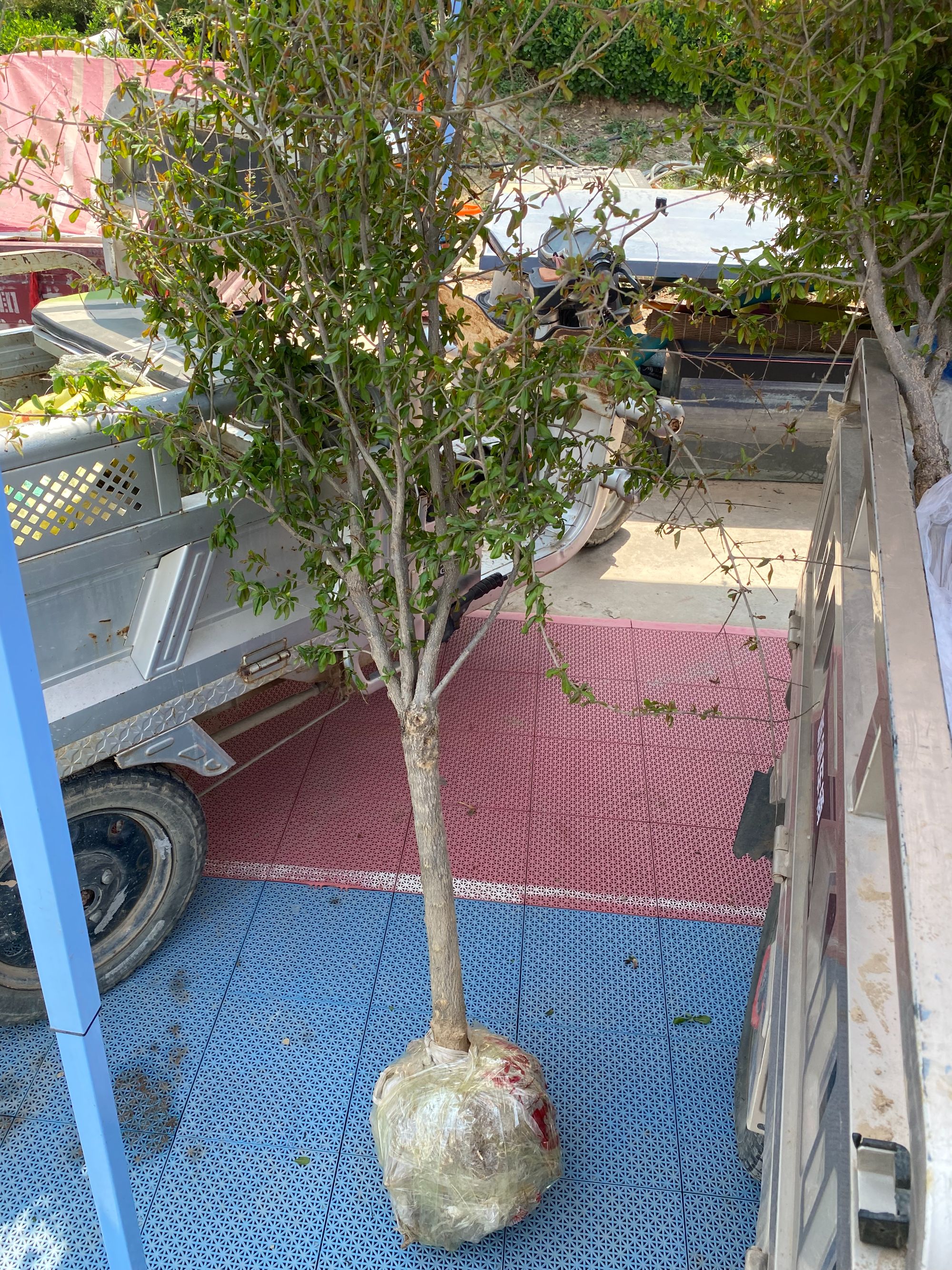 盆栽地栽，一物一拍