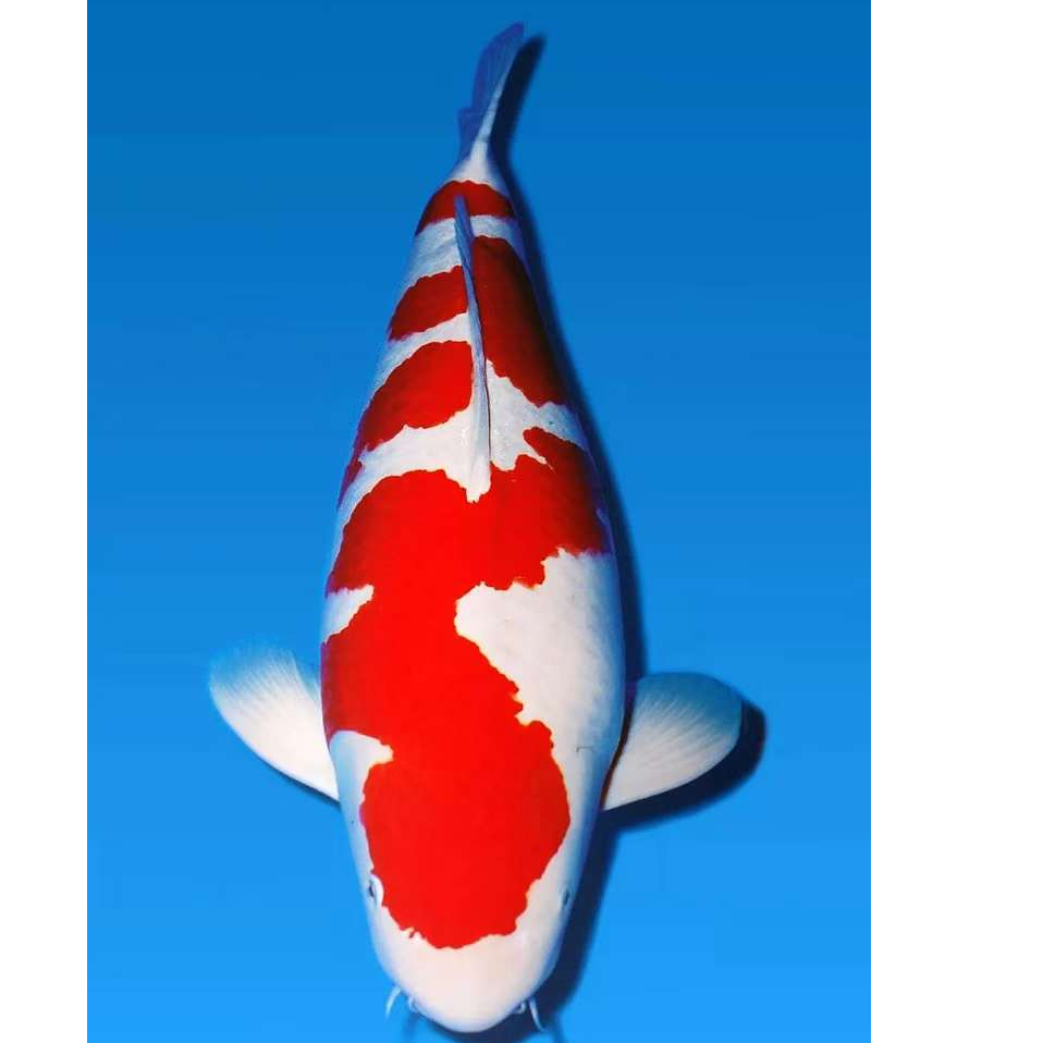 蓝牌51-100号精品红白大正昭和锦鲤观赏鱼