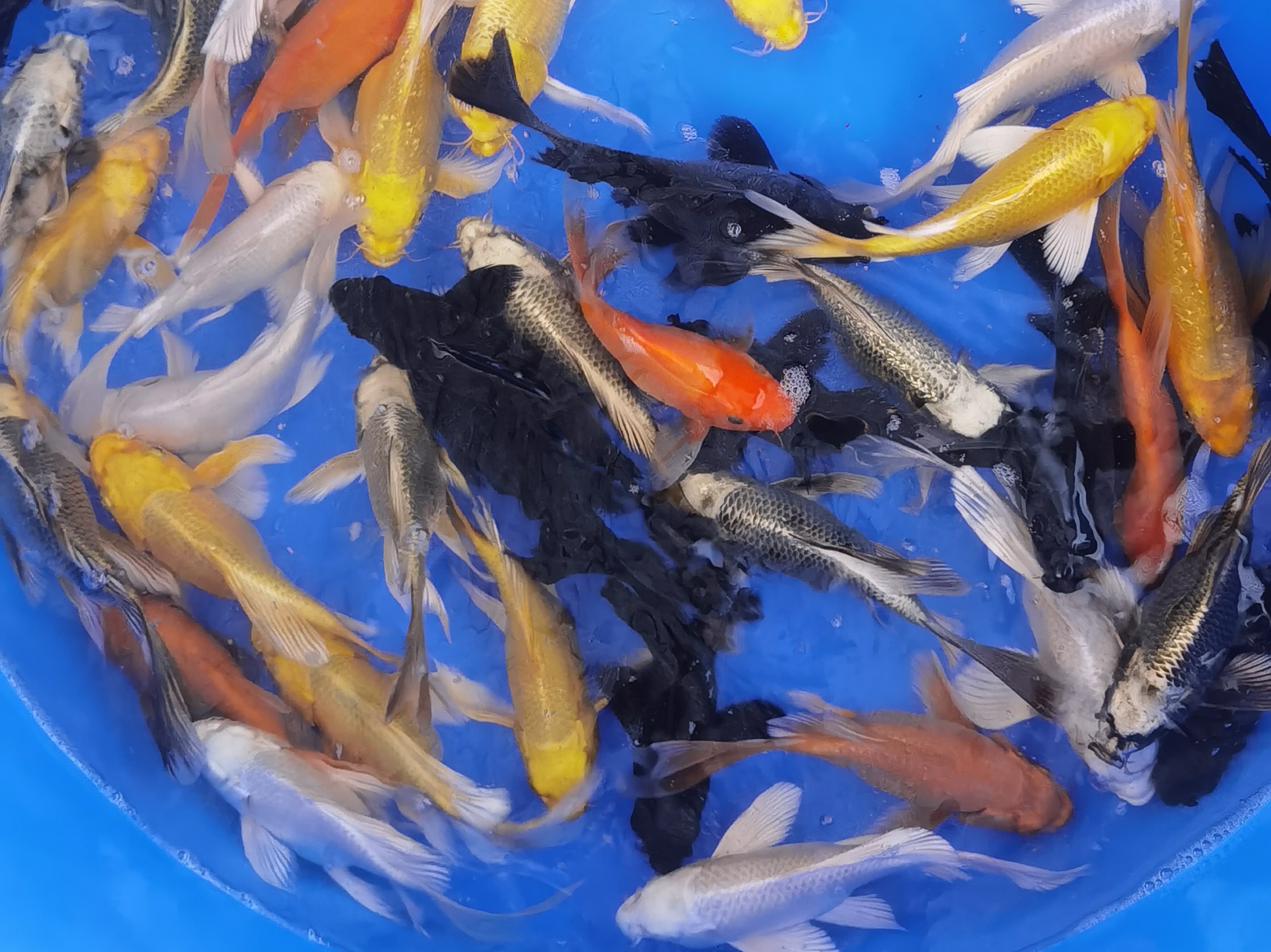 活体发出不退换 掉鳞 鳍尾开叉缺损 擦伤不包 乱拍发1颗饲料