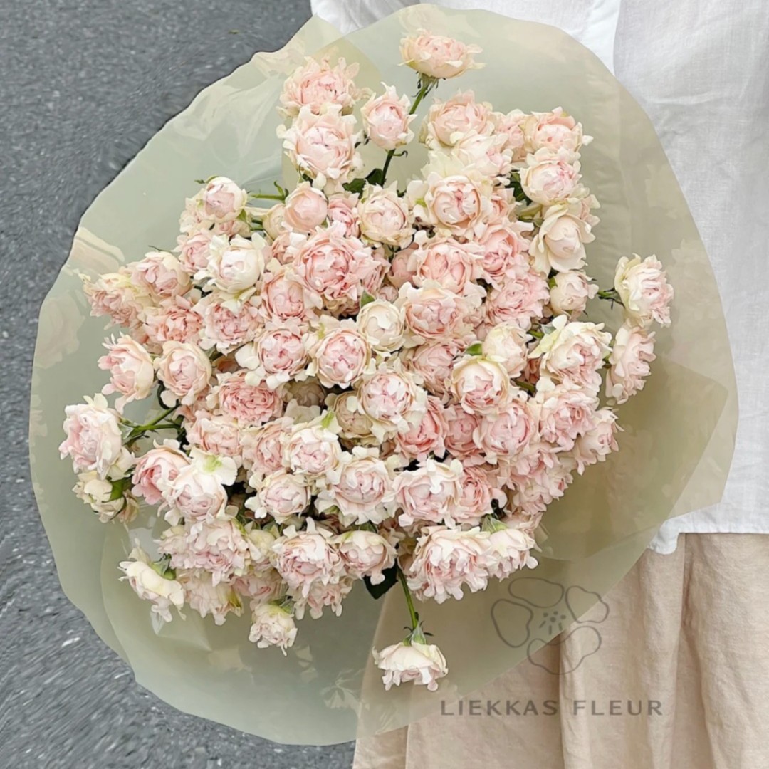 【买二单赠一】苏芬 Sufen 小奶球玫瑰