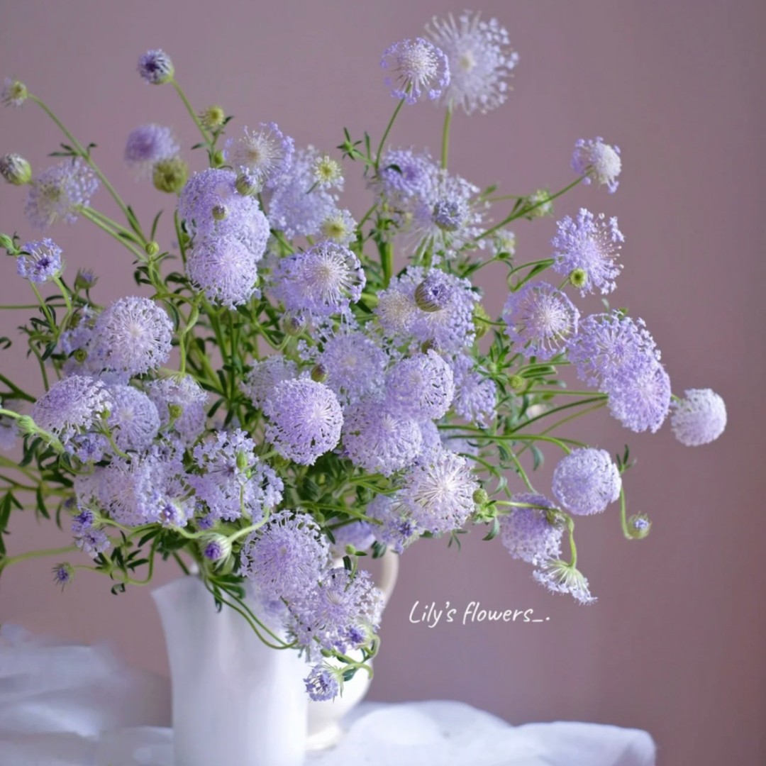 翠珠 Emerald pearl 璀璨烟花