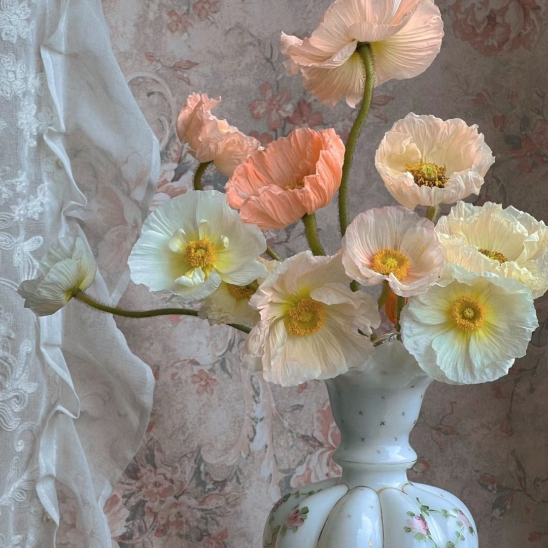 【春日限定】虞美人 The man of Yu Mei 需手动剥开花苞